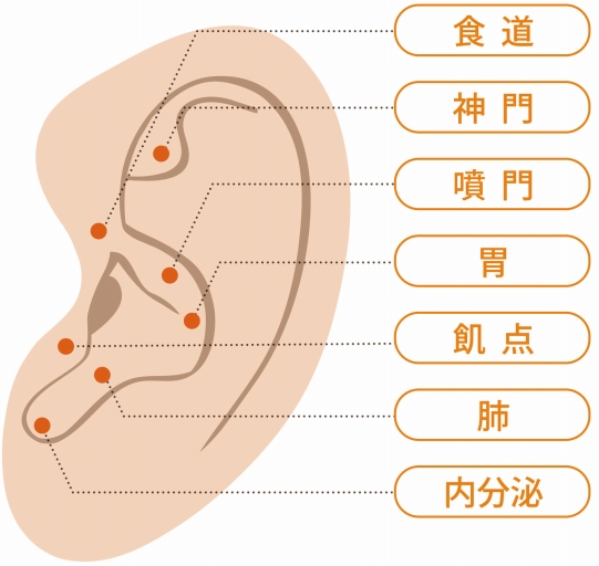代表的な耳つぼ